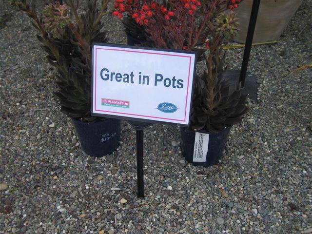 Display Stake with A5 Corflute